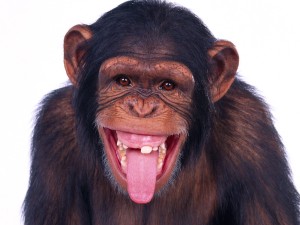 monkey-04